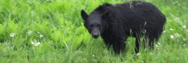 Spring bear hunt isn't even back yet, but northern groups want it expanded