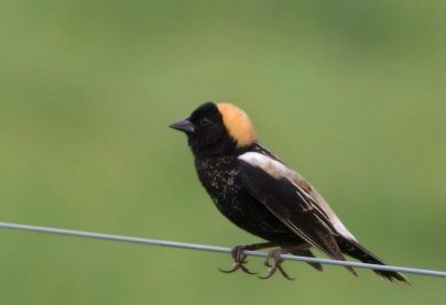 Exemption is extended for farmers who harm threatened birds