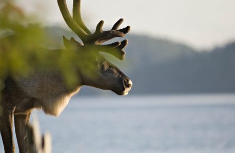 Environmental groups prepare to sue if caribou protections aren't beefed up