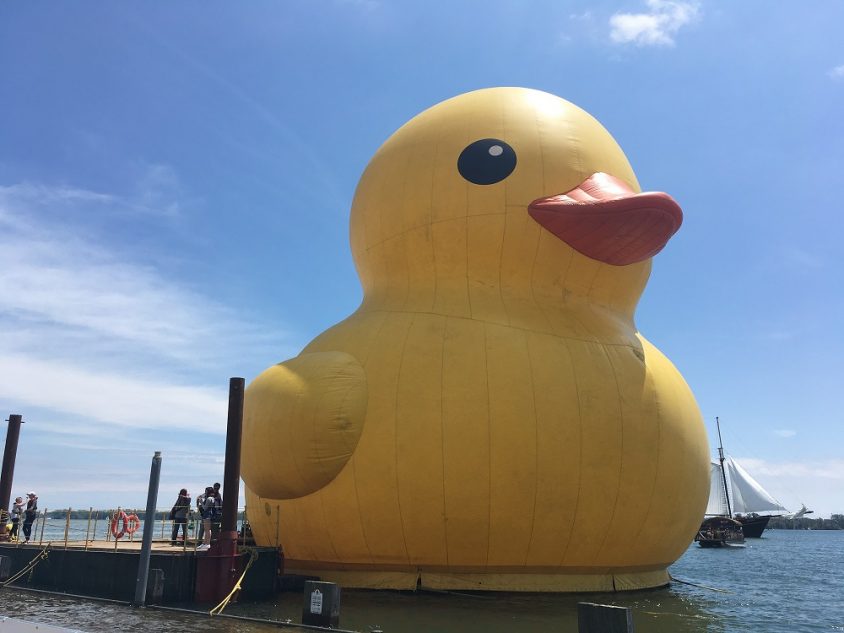Happening: Giant rubber ducky debuts