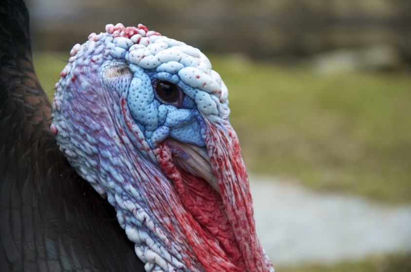 Here's how each party leader is celebrating Thanksgiving