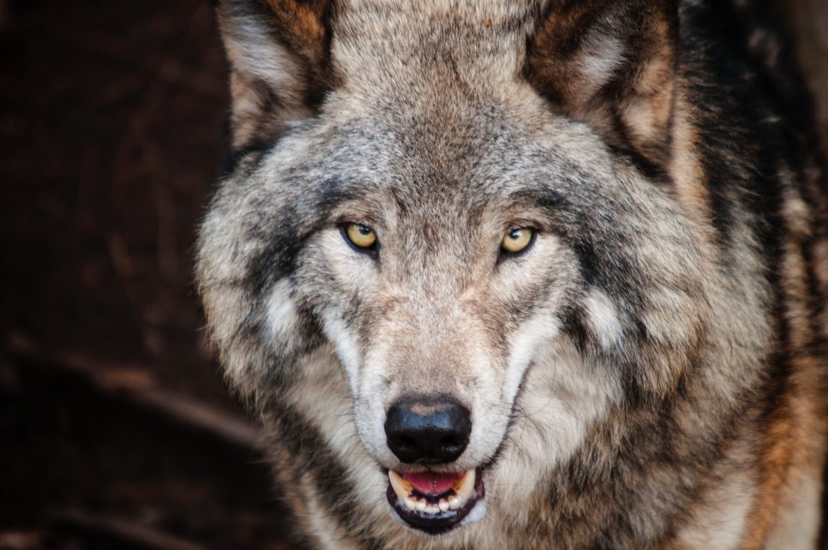 Environmental advocates sound alarm on government's proposal for wolf and coyote hunting