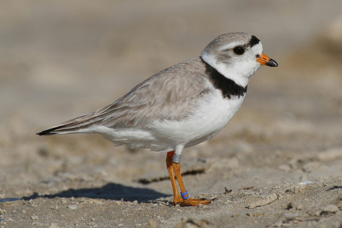 Plovers in a dangerous time: Shorebird decision could affect endangered species provincewide