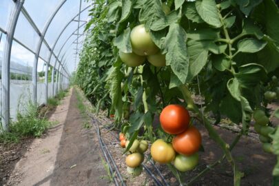 'These are preventable losses of life,' researchers say of migrant farm workers' deaths