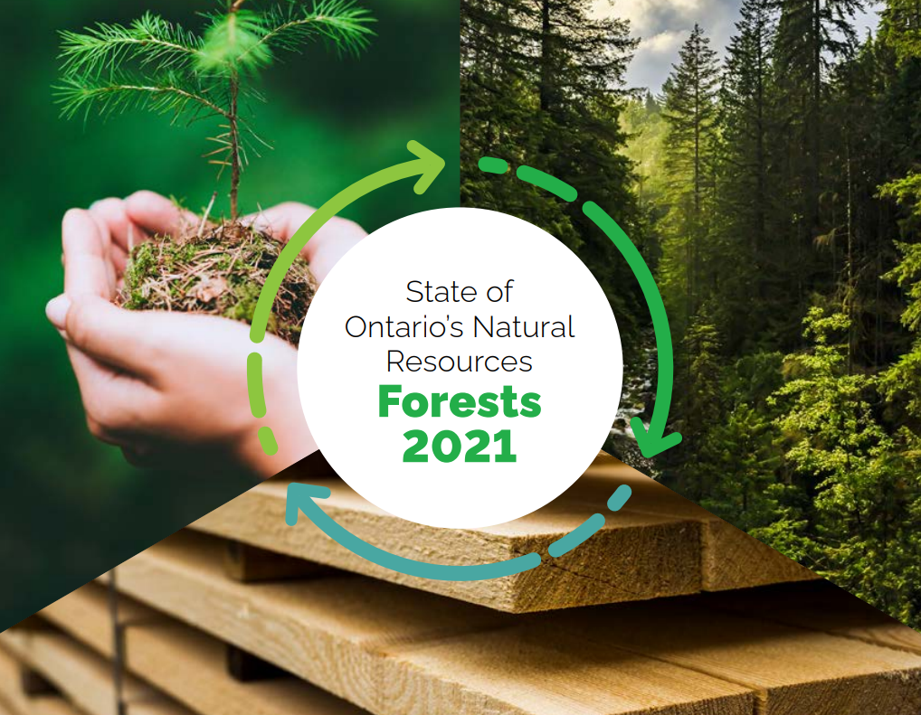 Ontario 'greenwashing' forestry sector in new report, advocates say